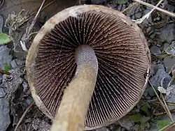 Tränender Saumpilz Lacrymaria lacrymabunda