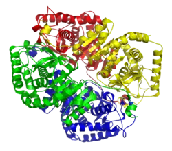 L-Lactatdehydrogenase