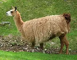 Lama