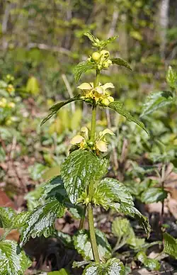 Silberblättrige Taubnessel (Lamium argentatum)