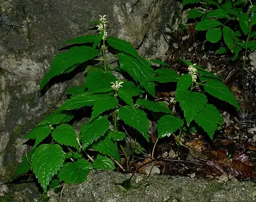 Blassgelbe Goldnessel (Lamium flavidum)