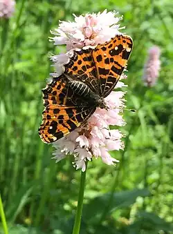 Landkärtchen an Schlangen-Knöterich