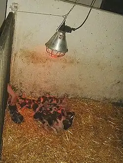 Bentheimer Ferkel unter einer Rotlichtlampe