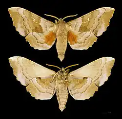 Pappelschwärmer-Männchen, Ober- und Unterseite