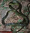 Rhamnophis aethiopissa