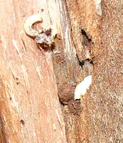 Heymons widmete den Borkenkäfern intensive Studien (abgebildet ist eine Larve des Borkenkäfers)