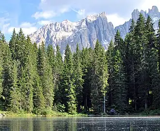 Fichten- und Tannenbestände im Latemarwald