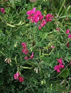 Lathyrus tuberosus