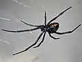Weibchen der Westlichen Schwarzen Witwe (Latrodectus hesperus)