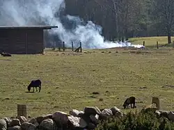 Feuer von feuchtem Laub im offenen Abbrand (ohne Kamineffekt) ergibt kühlere und durch Ruß schwerere Rauchgase, die wenig Auftrieb zeigen