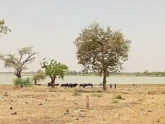 Geschützter Wald, Madarounfa-See und die Gräber der 99 Heiligen