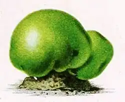 R. nitida, Illustration von 1866.