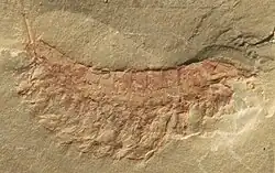 Fossilienfundstätte von Chengjiang