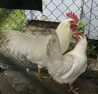 Leghorn (Huhn)