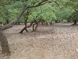 Bizarre Baumlandschaft am Leienberg