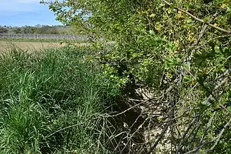 Trockenes Bett des Leierbachs kurz vor der Mündung in den Lindenbach