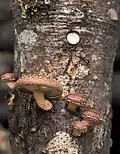 Shiitake Lentinula edodes