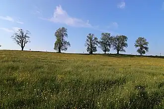 Baumreihe auf dem Lenzfrieder Höhenrücken