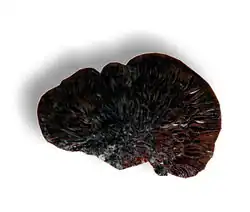 Foto eines Fruchtkörpers von unten