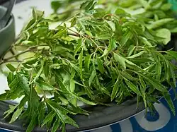 Polyscias fruticosa (junge Sprossen und Blätter)