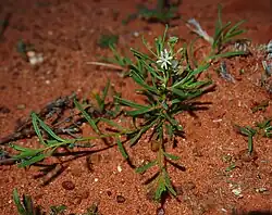 Lepidium phlebopetalum