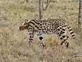 Serval in Sambia