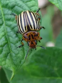Leptinotarsa decemlineata – Kartoffelkäfer