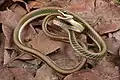 Mexikanische Dünnschlange (Leptophis mexicanus)
