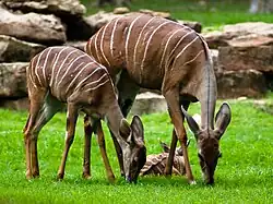 Kleiner Kudu (Ammelaphus imberbis), Weibchen