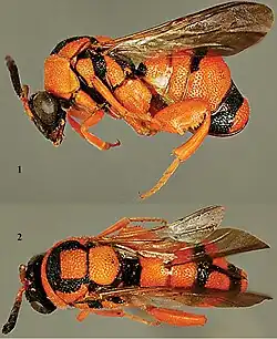 Leucospis aurantiaca ♀