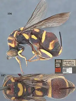 Leucospis bakeri ♀
