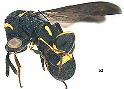 Leucospis femoricincta ♀