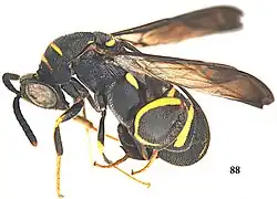 Leucospis histrio ♀