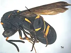 Leucospis shaanxiensis ♀