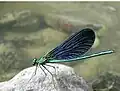 Blauflügel-Prachtlibelle (Calopteryx virgo)