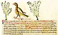Liber medicinae ex animalibus, 7. Jh.[33]