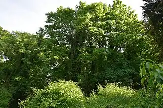 Naturnahe Waldkulisse