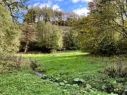 Liether Bach mit Pestwurzbestand vor Einmündung in den Hasper Bach