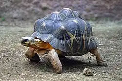 Strahlenschildkröte (Astrochelys radiata) eine Landschildkröte mit kuppelförmigem Carapax