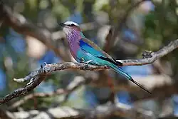 Ein Vogel mit buntem Gefieder sitzt auf einem trockenen Ast.