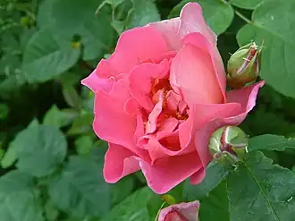 ‘Lilian Austin’, David Austin, 1973