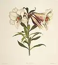 Lilium brownii var. viridulum