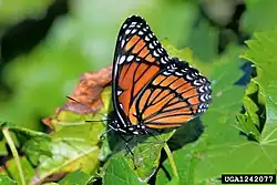 Flügelunterseite von Limenitis archippus, deutlich sichtbar die postdiskale schwarze Linie auf dem Hinterflügel
