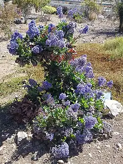 Limonium sventenii