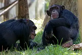 Schimpansen