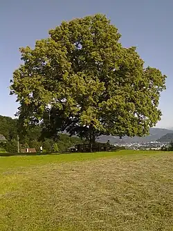 Die Linde bei der Plainkirche