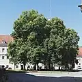 Die Linden im Schlosshof (bis August 2014)