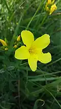 Gelber Lein (Linum flavum)