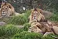 Gruppe männlicher Löwen (Panthera leo)