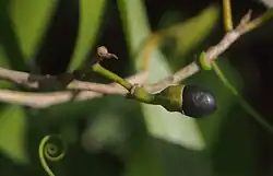 Litsea glutinosa (ähnliches Bild)